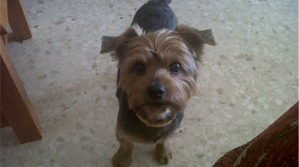 testimonio-scalibor-trndiana-MCarmenCP-jpg