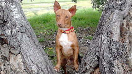 testimonio-scalibor-trndiana-mcruz115-jpg