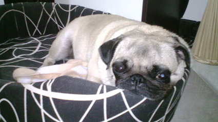 testimonio-scalibor-trndiana-milavlc-jpg