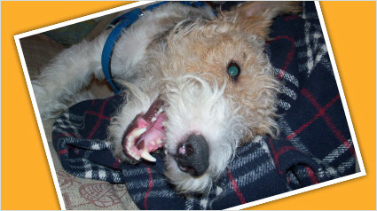 testimonio-scalibor-trndiana-syntheticbutterfly-jpg