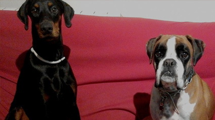 testimonio Scalibor trndiana yoanaem