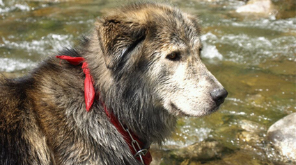 testimonio Scalibor trndiana Batusina