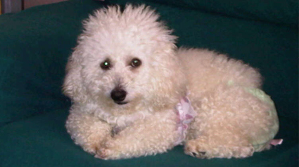 testimonio Scalibor trndiana claudivalen