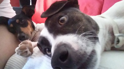 testimono-scalibor-trndiana-nataliado-jpg