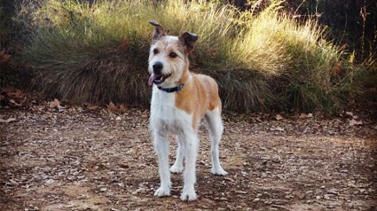 testimonio-scalibor-trndiana-marymoon-jpg