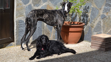 testimonio-scalibor-trndiana-BRET-jpg