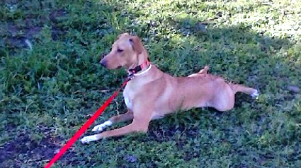 testimono-scalibor-trndiana-paniaguag-jpg