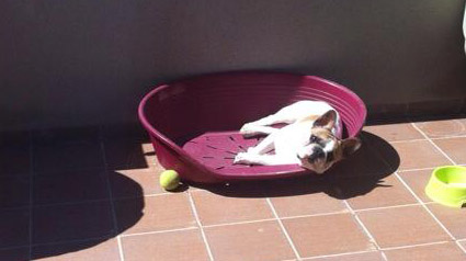 testimono-scalibor-trndiano-jantrs-jpg