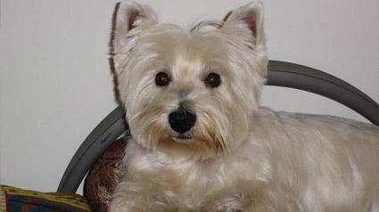 trndiana-dixiedrac-jpg