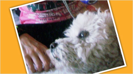 testimonio-scalibor-trndiana-laurrr-jpg