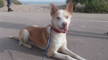 testimonio-scalibor-trndian1-jpg