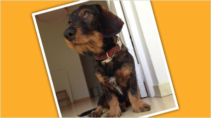 trndiano-vilferjor-jpg