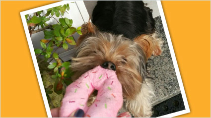 trndiana-chupitochen-jpg