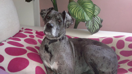 testimonio-scalibor-trndiana-choche-jpg