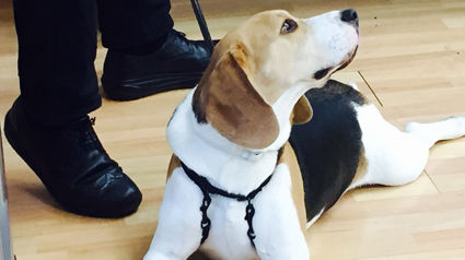 trndiana-aishinia-jpg