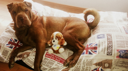 testimonio Scalibor trndiana ankhesa