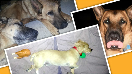 testimonio Scalibor trndiana bitxuna