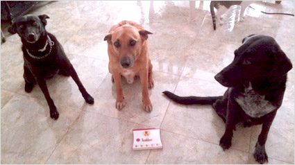 testimonio Scalibor trndiana cfuster