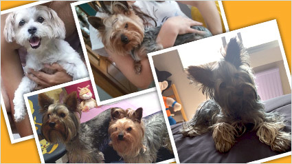 testimonio Scalibor trndiana collet92