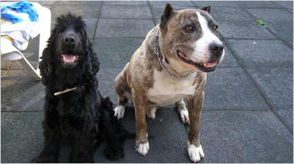 testimonio Scalibor trndiana demiizan