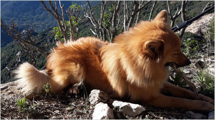 testimonio Scalibor trndiana gemmafr5