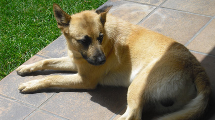 testimonio scalibor trndiana helegamar