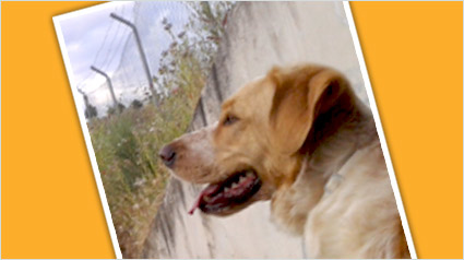 testimonio Scalibor trndiana IkiruGirl