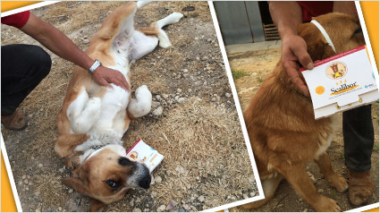 testimonio Scalibor trndiana mavisa63