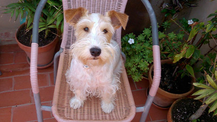 testimonio-scalibor-trndiana-MPILAR88-jpg