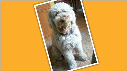 testimonio Scalibor trndiano nelidabs