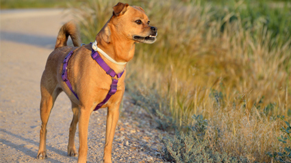 testimonio Scalibor trndiana Nurikita