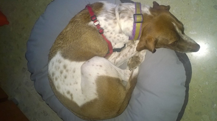 testimonio Scalibor trndiana Paqui73