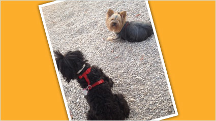 testimonio Scalibor trndiana PPM72