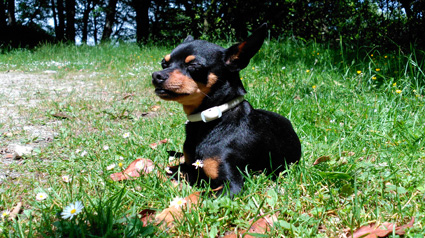 testimonio scalibor thorin