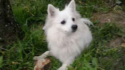 testimonio Scalibor trndiana sarita691