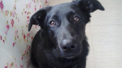 Queen el cómplice de la trndiana shauni321