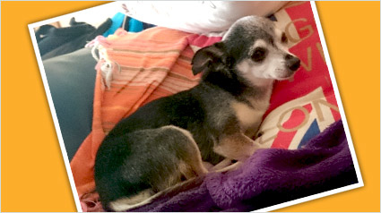 testimonio Scalibor trndiana silviy