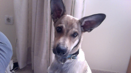 testimonio Scalibor trndiana teresa_f