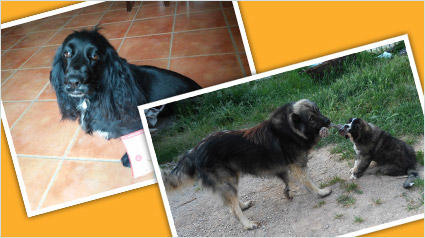 testimonio Scalibor trndiano elkalo