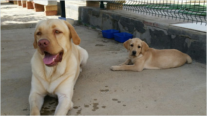 testimonio Scalibor trndiano fersevi 