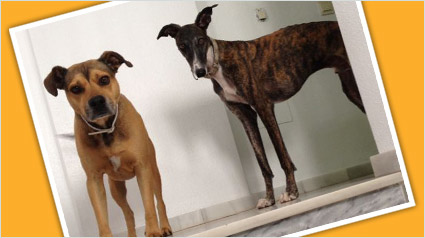 testimonio Scalibor trndiano fffrannnnn