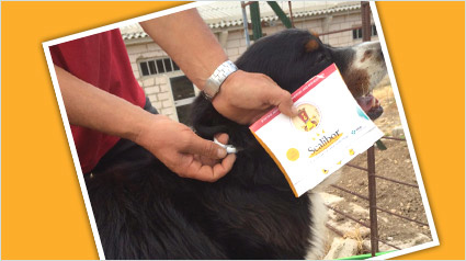 testimonio Scalibor trndiano ismays