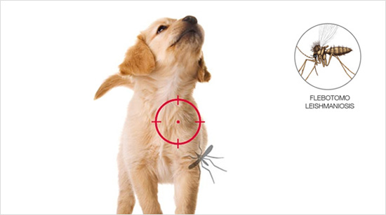 … una grave enfermedad que pueden contraer los perros a causa de la picadura de un insecto llamado flebotomo.