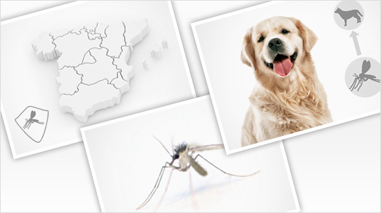 Durante 4 semanas nos convertiremos en expertos y descubriremos cuáles son las áreas de mayor incidencia en España, desmentiremos algunos mitos y…