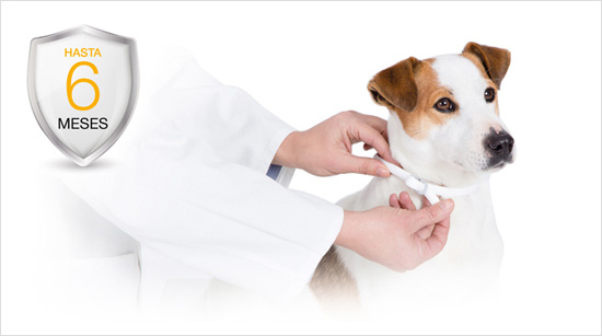 … conoceremos cómo cuidar a nuestros amigos de 4 patas y protegerles de esta enfermedad.