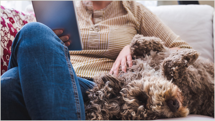 Opiniones sobre el collar Seresto