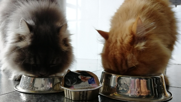 Los felinos del proyecto...