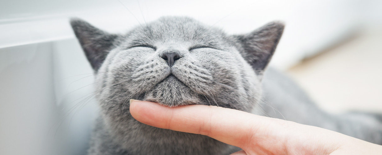 ¡Seguro que después de probarlas nos pedirá más!