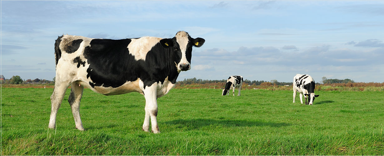 … que pone especial cuidado en todo el proceso de producción.