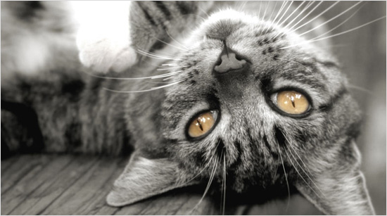 … que además de encantarles, ayuda a reducir la formación de bolas de pelo en el estómago.